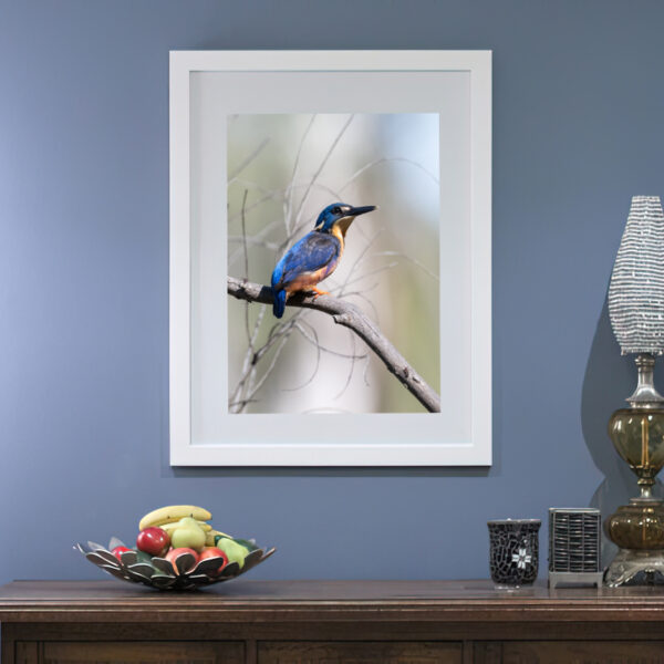 Azure Kingfisher